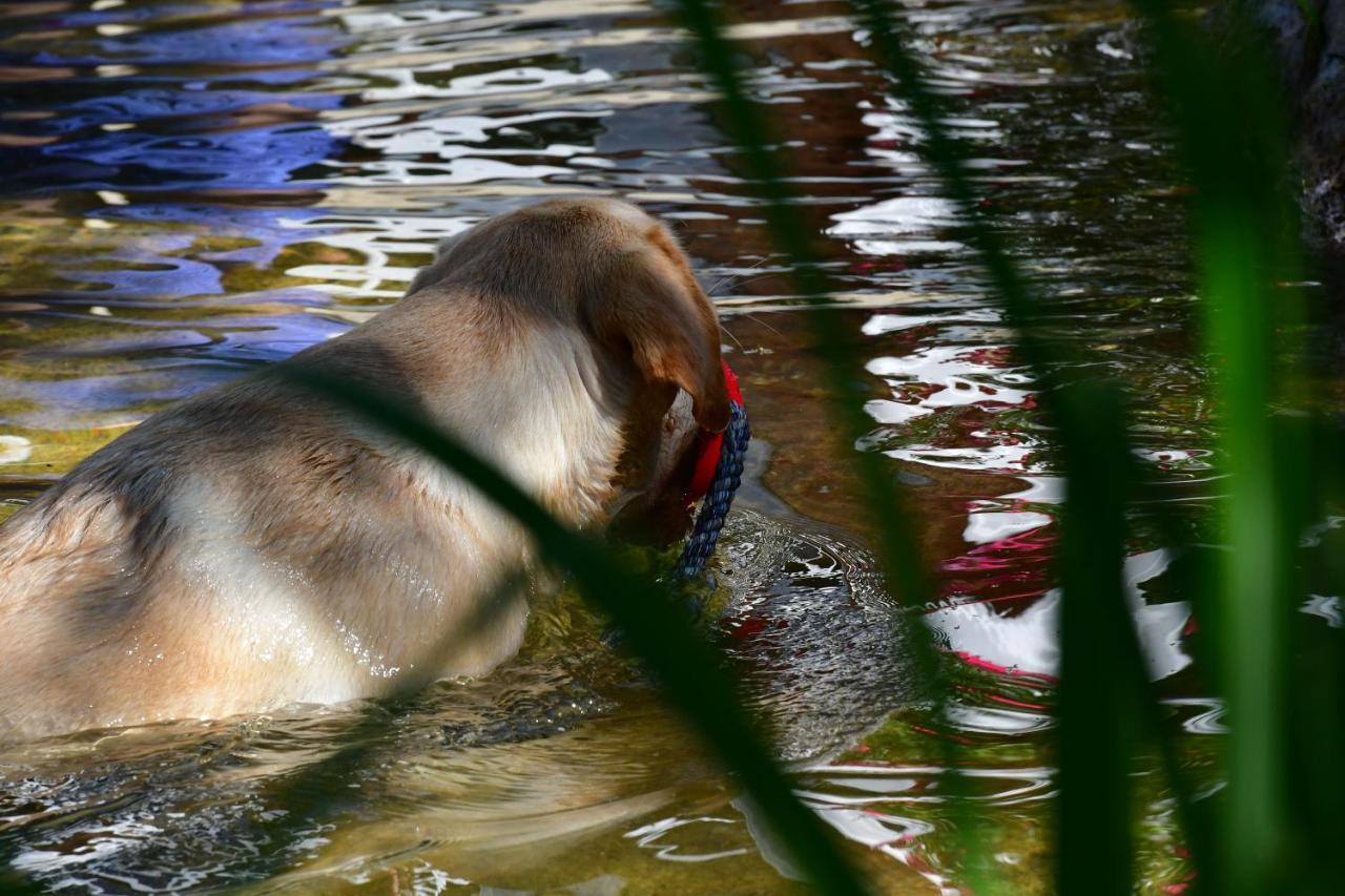 Naturforsthaus Ferienwohnung Fuer Hunde- Und Tierverbundene Menschen Preitenegg Exterior foto